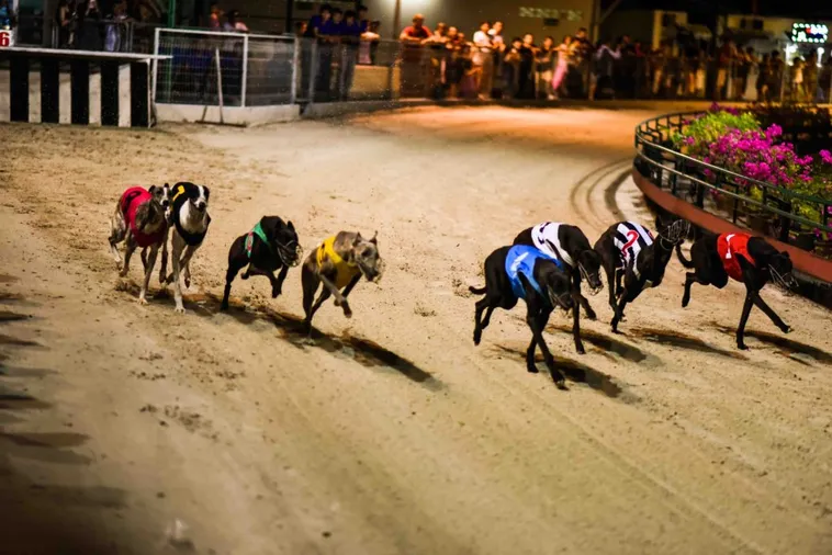 Làm Chủ Đường Đua Chó 8XBET Với Chiến Thuật Cược Bất Bại 2 Làm Chủ Đường Đua Chó 8XBET Với Chiến Thuật Cược Bất Bại